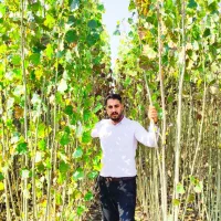 فروش عمده صنوبر سفید و سیاه