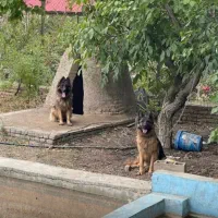 سگ ژرمن|سگ|تبریز, |دیوار