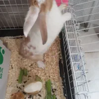 خرگوش|موش و خرگوش|تهران, اسفندیاری|دیوار