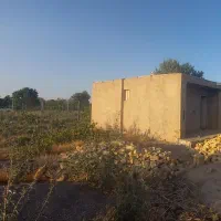 باغ انگور