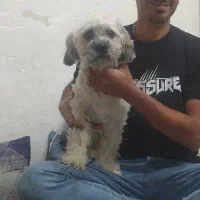 سگ گم شده در خیابان امام رضا