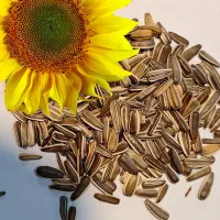 استخدام کارگر خط تولید و ویزیتور