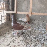 ساده سرخ