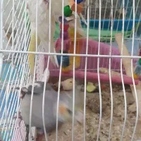 جوجه عروس هلندی|پرنده|تهران, وحیدیه|دیوار