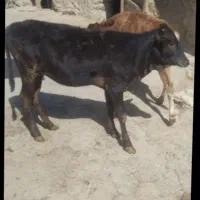 گوساله