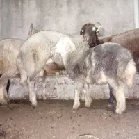 دوتا نوجوان مناسب مولد