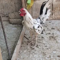 خروس گلین جوان
