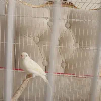 فروش قناری نر سفید|پرنده|صدرا-فارس, فاز ۱|دیوار