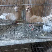 کبوتر پروازی زرد