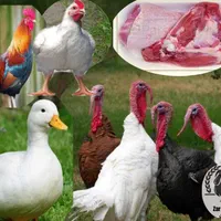 بوقلمون زنده گوشت ضد سرطان ارگانیک مرغ زنده گوشتی