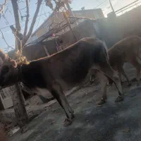 گاو باگوساله|حیوانات مزرعه|دهق, |دیوار