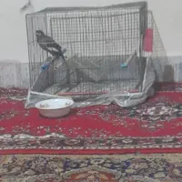 مینا