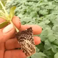 نشاه|خدمات باغبانی و درختکاری|بندرعباس, |دیوار