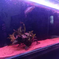 آکواریوم شیشه