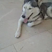 سگ هاسکی