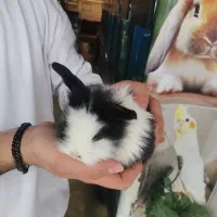 خرگوش های لوپ در رنگهای متنوع (پیروزی 21)