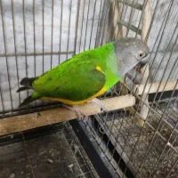 طوطی سنگال نر نیمه رام بالغ