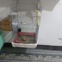 قفس کاسکویی|لوازم جانبی حیوانات|قائن, |دیوار