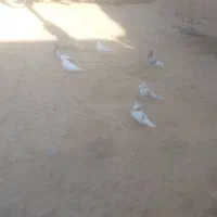کبوتر پرشی|پرنده|خزل, |دیوار