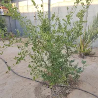 آبپخش ، زمین مسکونی|فروش زمین و ملک کلنگی|آبپخش, |دیوار