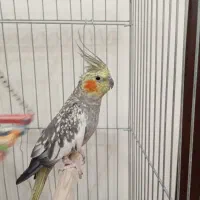 عروس هلندی نر و ماده مولد|پرنده|کرج, شاهین‌ویلا|دیوار