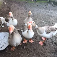 غاز محلی|حیوانات مزرعه|خشکبیجار, |دیوار