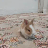 خرگوش بازیگوش