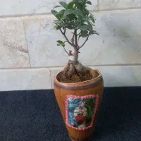 تعویض خاک گلدان درمحل شما