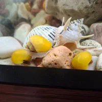 فروش حلزون سیب اندازه یک بند انگشت