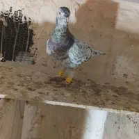 هفرنگ نر|پرنده|محمدیه-قزوین, |دیوار