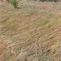 فروش جارو شهرداری چیده شده بسته بندی 3 جریبه