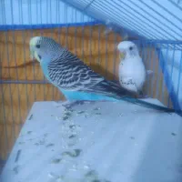 جفت مرغ عشق