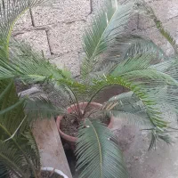 گل سیکاس|گل و گیاه طبیعی|رشت, سیا اسطلخ|دیوار