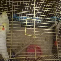 یک جفت عروس هلندی