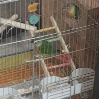 طوطی گرینچیک جفت مولد