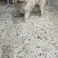 سگ پشمالو|سگ|اهواز, شهرک رزمندگان|دیوار