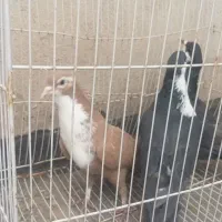 کرباتی کاکلی.