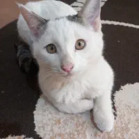 توله گربه واگذاری