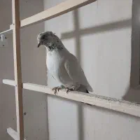 کبوتر|پرنده|قم, شهر قائم|دیوار