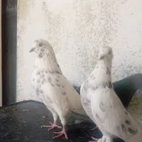 کبوتر پرشی|پرنده|فردیس, شهرک ناز|دیوار