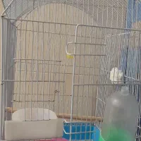 قفس پرنده با لوازم