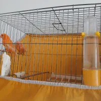 قناری رد فاکتور