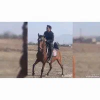 اسب مادیون آبستن با کره مادیون ۲ ماهه