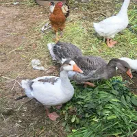 غاز ،قوغاز و اردک اسراییلی