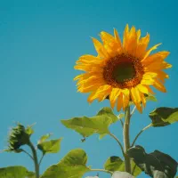 دوربین کنون 450D|دوربین عکاسی و فیلمبرداری|بیرجند, |دیوار