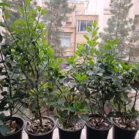 گلدان طبیعی شمشاد