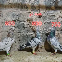 سار ساده کاکلی