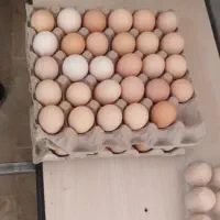 تخم مرغ بومی گلپایگانی