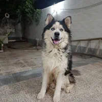 سگ هاسکی