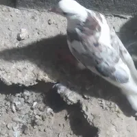 کبوتر|پرنده|رودخانه, |دیوار